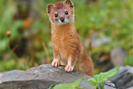 黄鼠狼是怎么攻击老鼠的,黄鼠狼怕什么怎么驱赶黄大仙