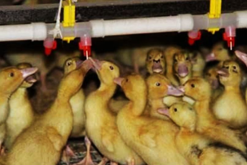 赊苗赊料,管技术包回收,农民不用投钱合作养殖,是馅饼还是陷阱