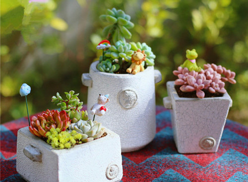 不会养多肉怎么办,不会养文竹掌握4个方法枝叶翠绿