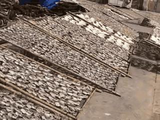 告别北上广：女白领朋友圈直播捕鱼，看了才知道什么是硬核海鲜