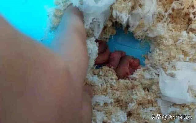 仓鼠肚子上出现红色的东西,仓鼠肚子上出了血还硬硬的