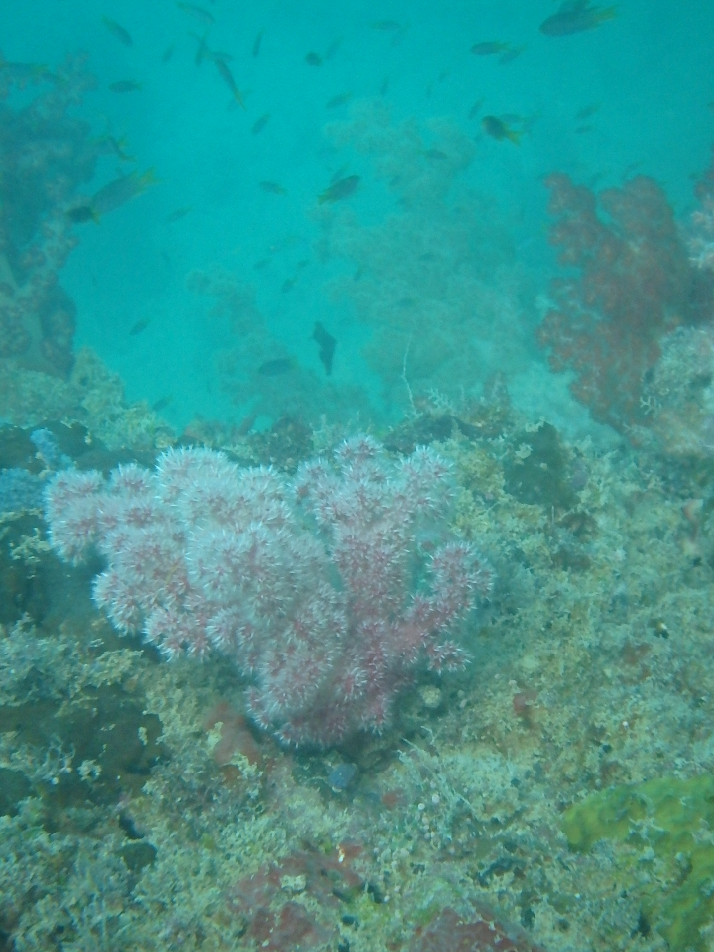 帕劳旅游十大攻略,帕劳上帝的水族箱