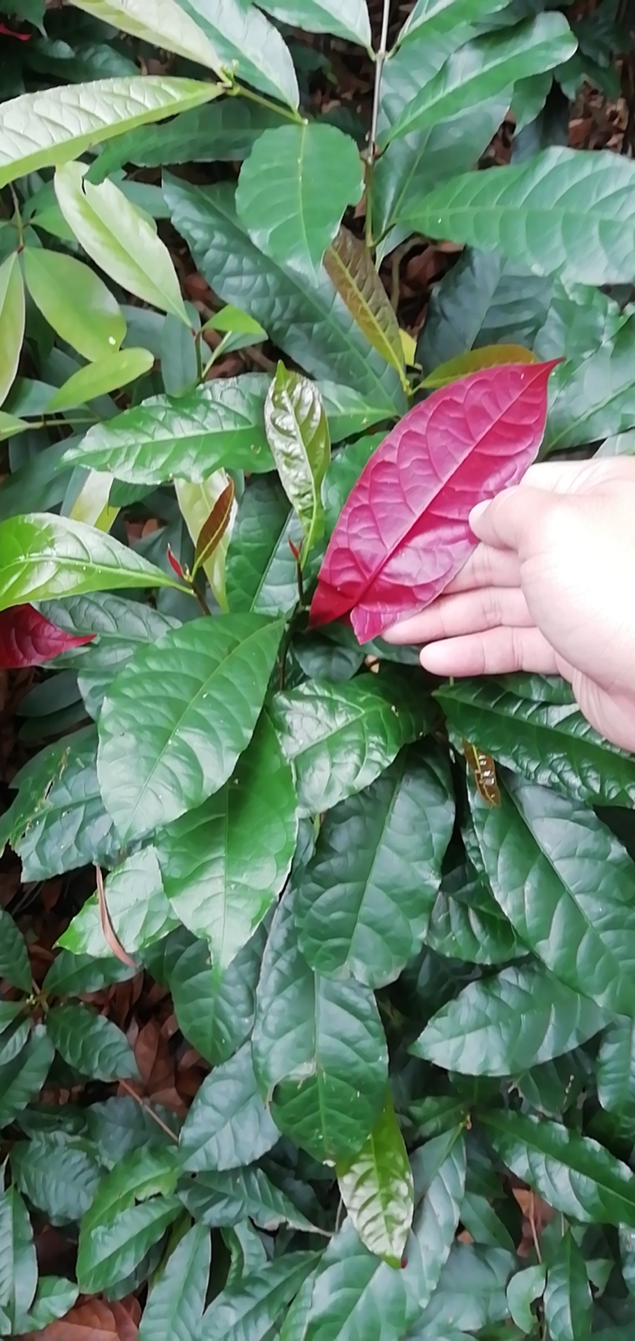 四季常绿红背桂,四季常绿的桂花树在背阴处开花吗