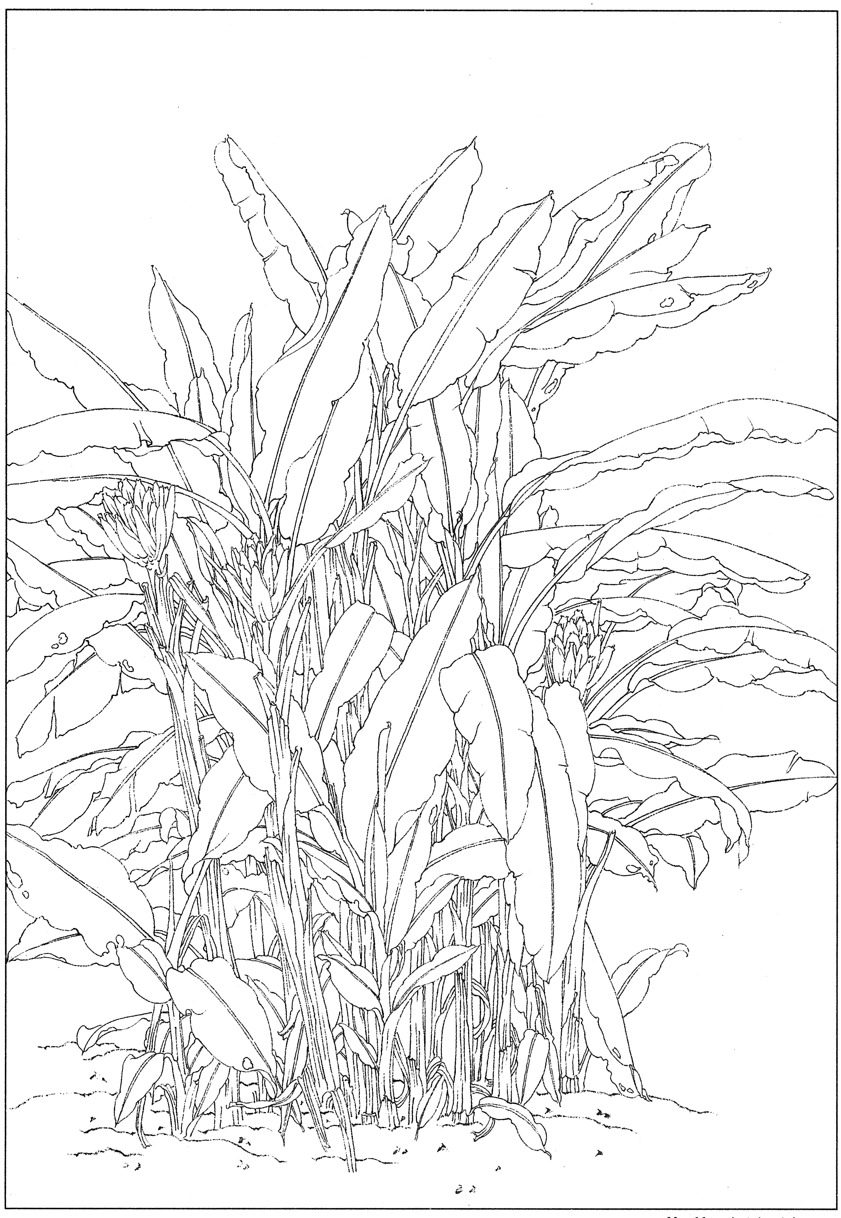 徐渭国画芭蕉作品,临摹徐渭墨梅芭蕉图