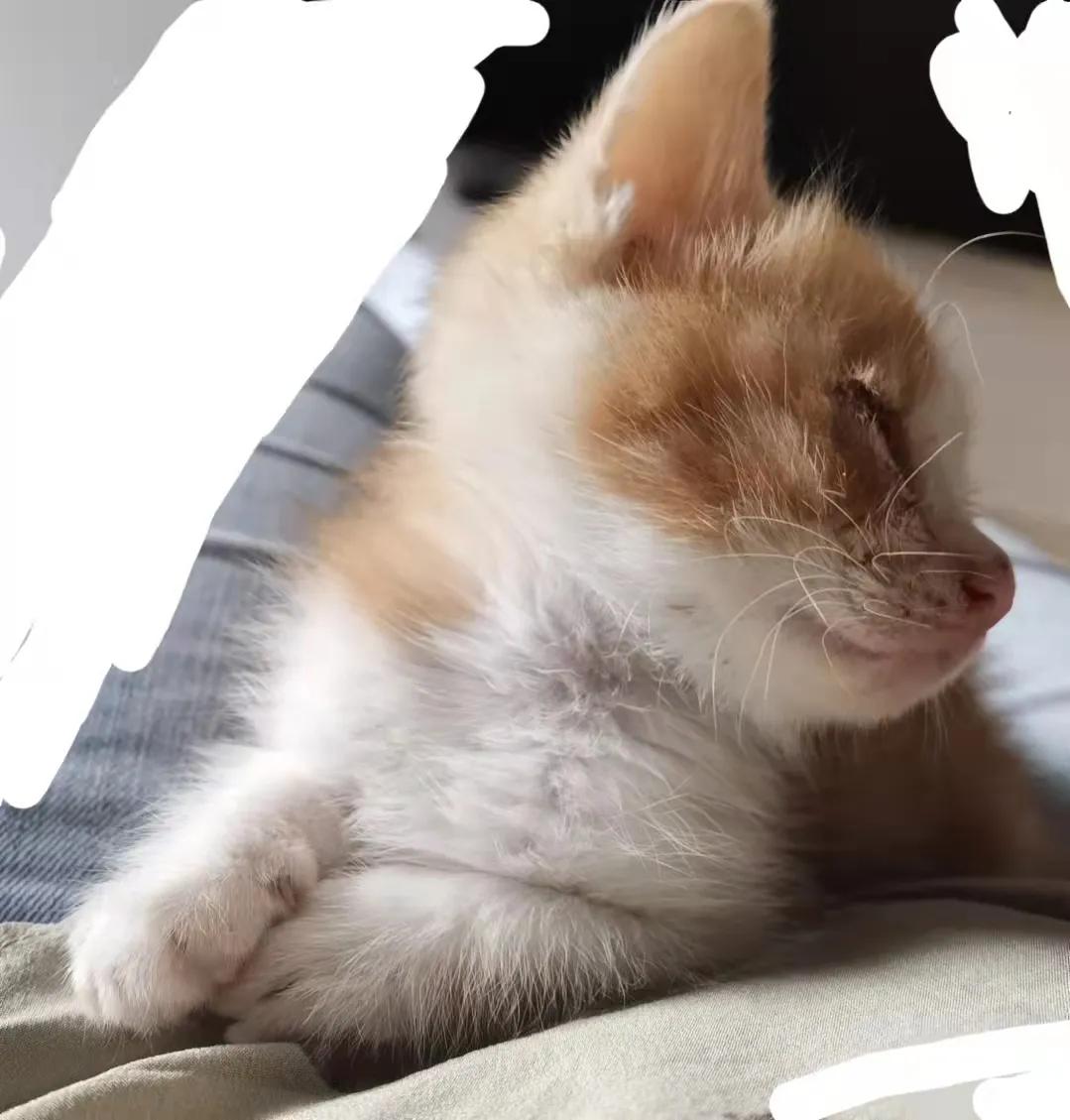 找领养新成员|你好呀，铲屎官