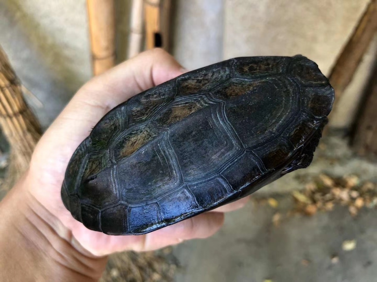 草龟与中华草龟的区别,中华草龟与普通草龟区别