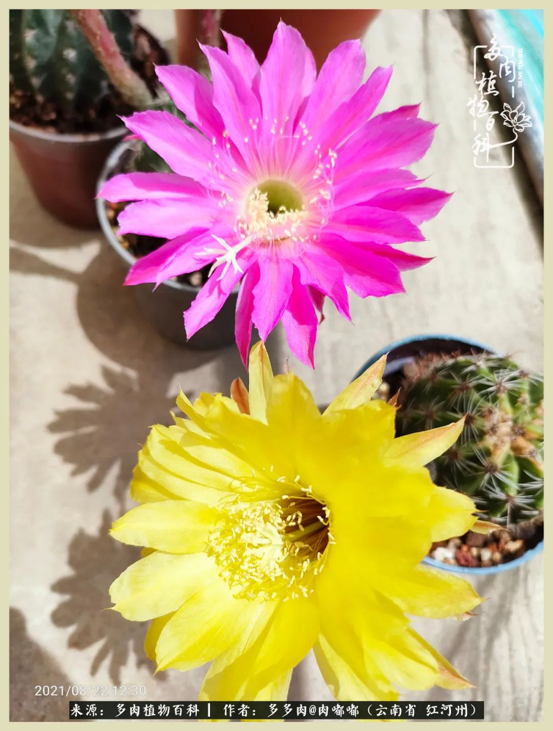 这个春天我们一起去赏花,这个季节我们一起去看花