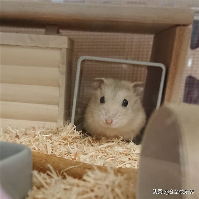 仓鼠被人惹恼了,仓鼠反感主人怎么办