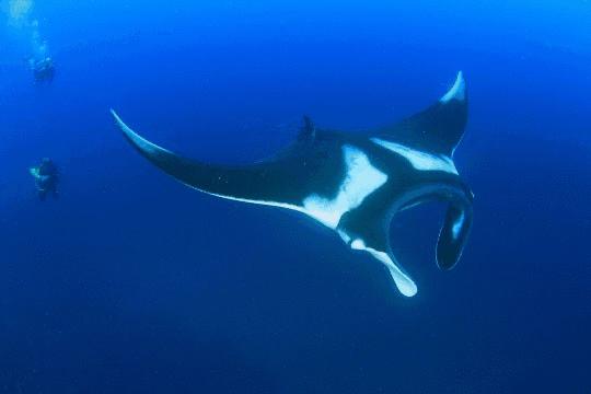 世界最美的潜水胜地,世界前十的深潜胜地