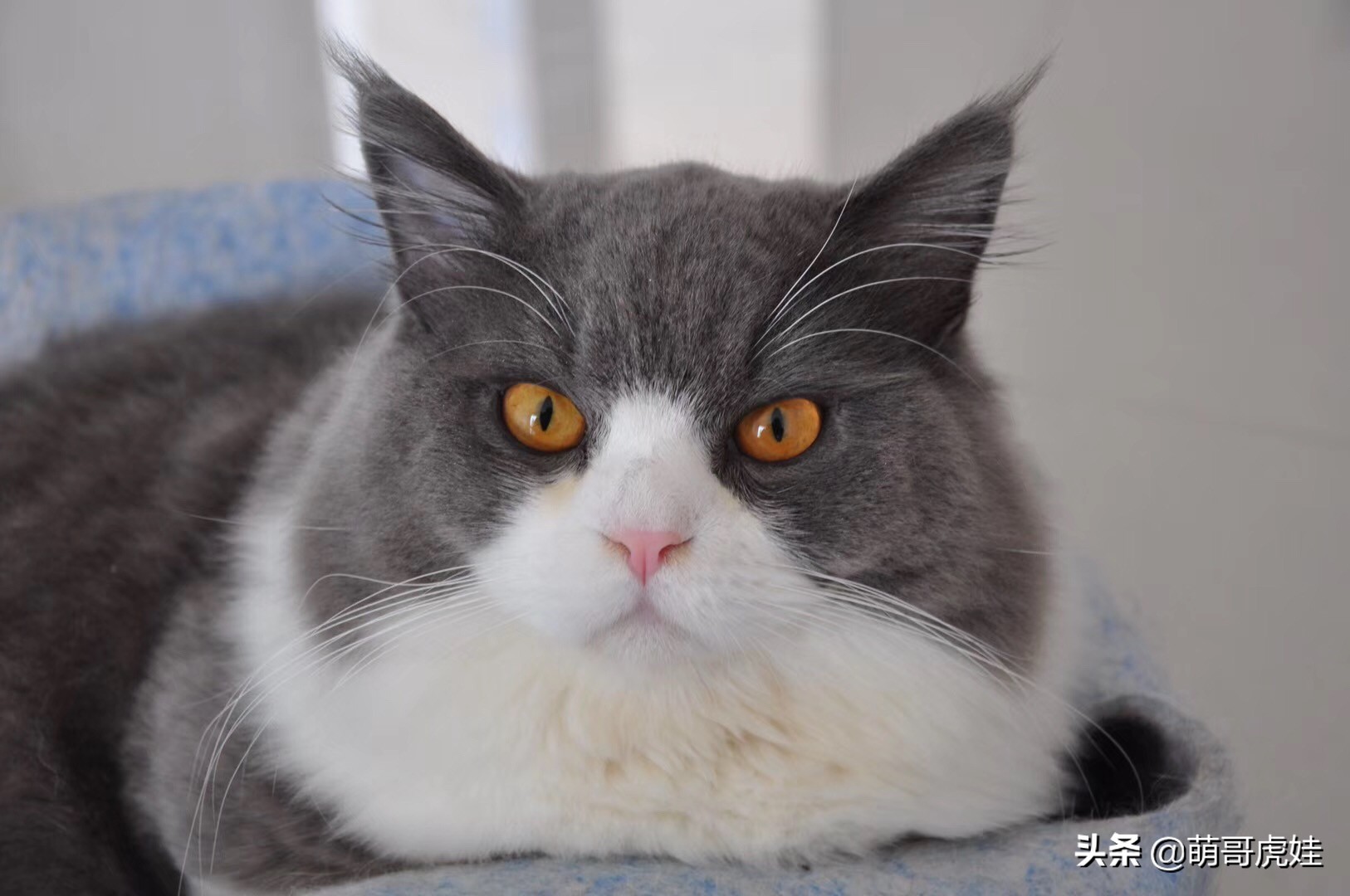 猫有没有不孕不育的,猫咪多大有生育能力公猫