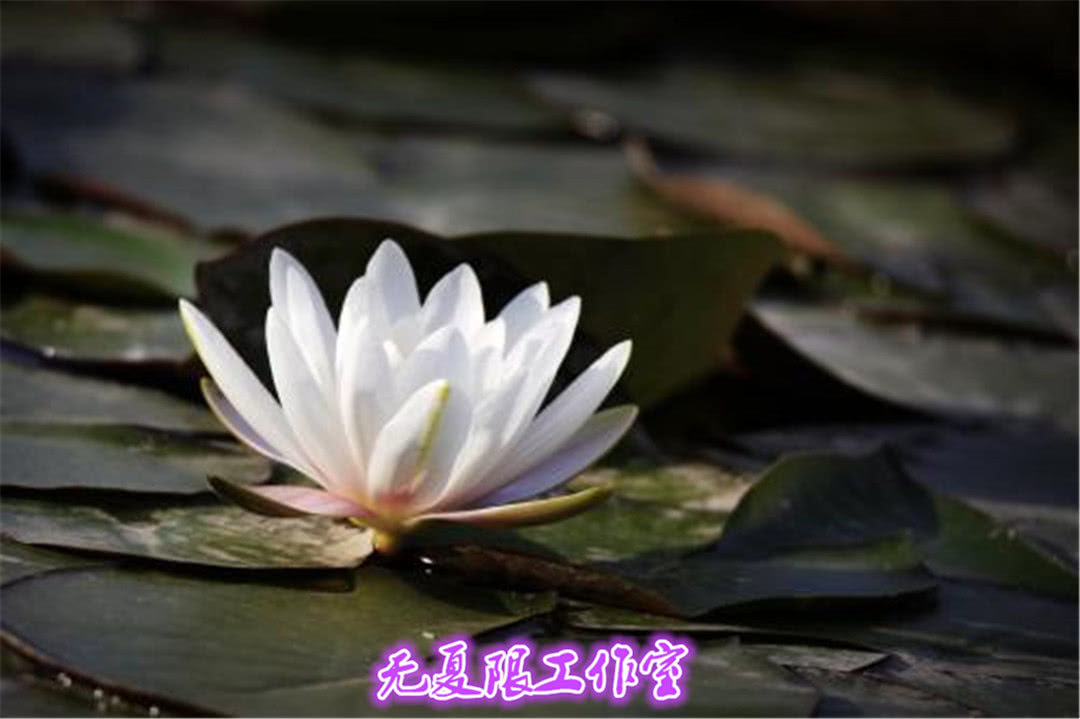 王牌贱谍深度解析,王牌贱谍人物大全