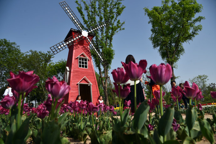 为什么美国国鸟是白头鹰,美国的国鸟和日本的国家鸟谁厉害