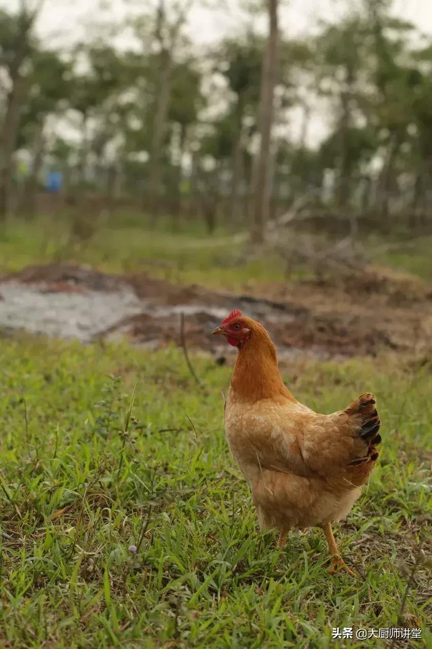 争论了这么久,到底哪里的白切鸡最好吃?这个答案你满意不
