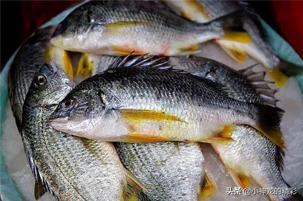 市场上常见的鱼有哪几种,八种好养的野生鱼