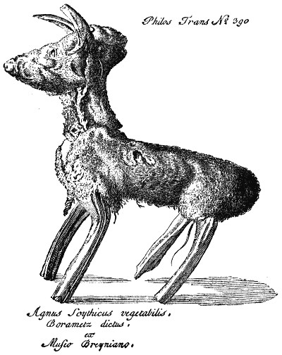 中世纪棉花,中世纪的欧洲棉花