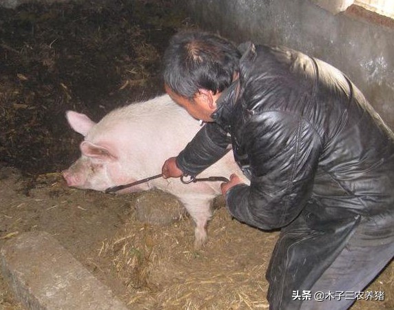 猪病急救方法,猪应急抢救方法