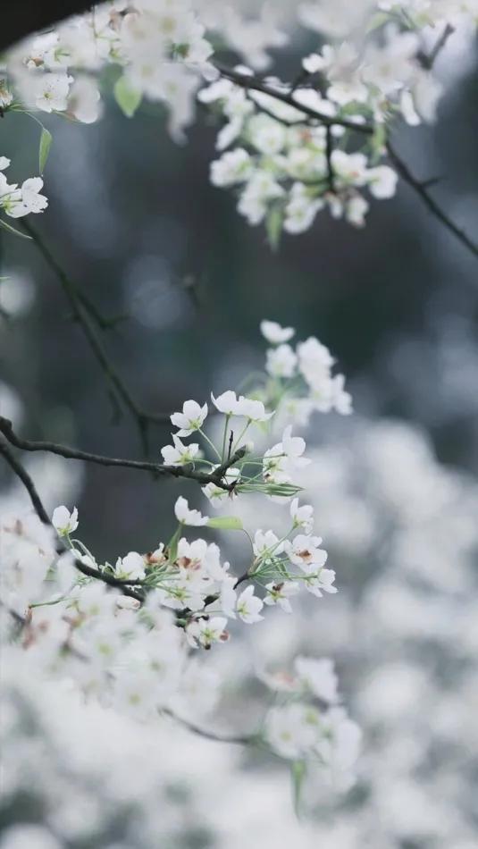 携一身梨花香,可染满室清甜