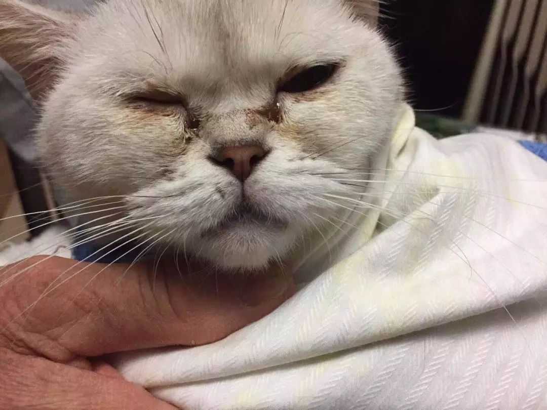 辟谣，爱宠泪痕重并非纯粹食物原因，主人需对症治疗五种特殊情况