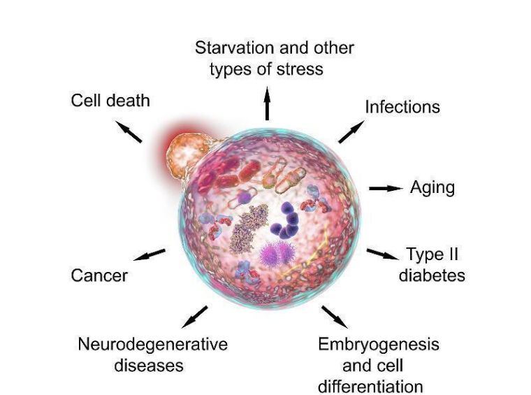 我们人体排毒系统有多强,细胞自噬对身体不好