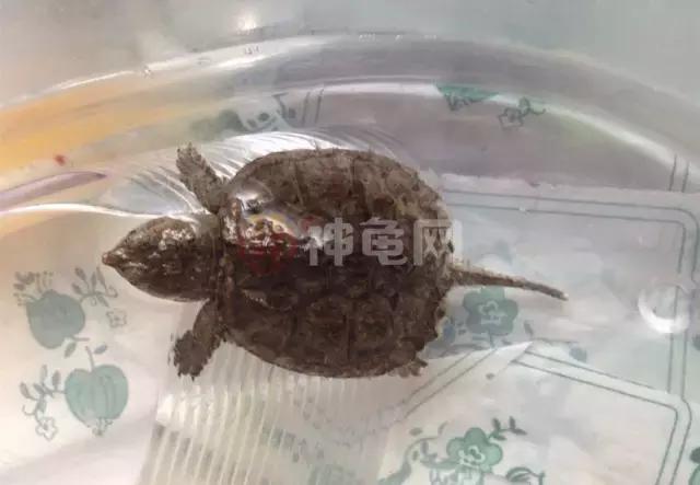 龟苗老是死是什么原因,龟苗死亡