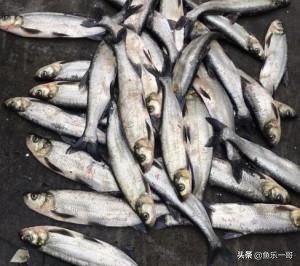 野钓一哥全集,一哥野钓完整版