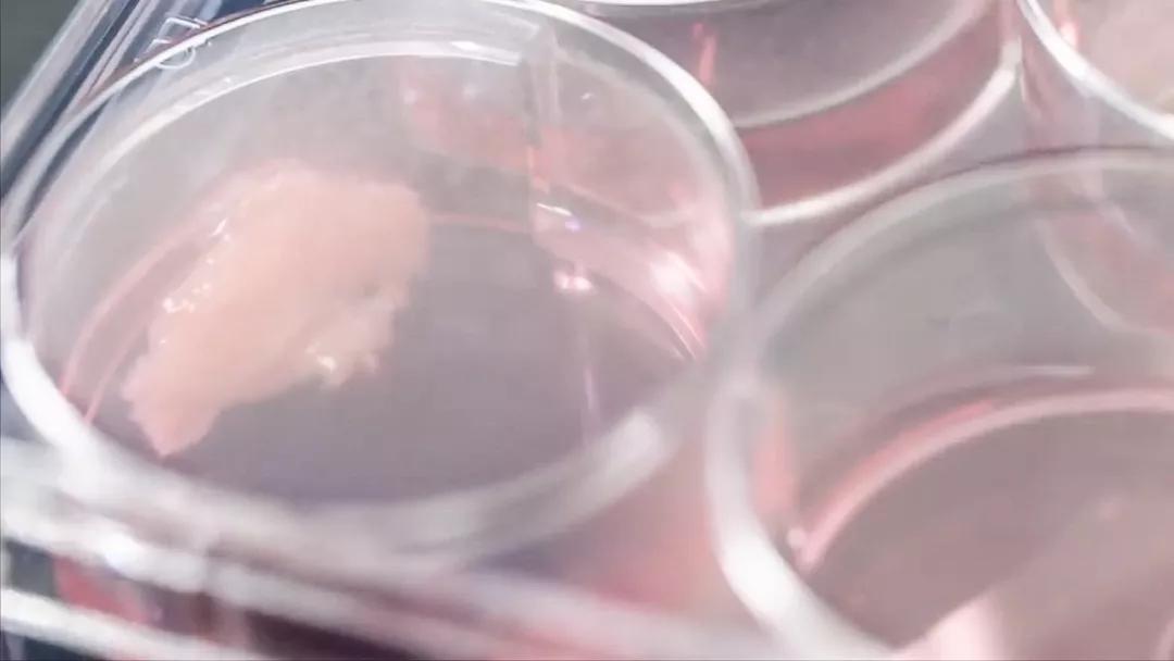 人造肉将来新消息,人造肉热潮来了