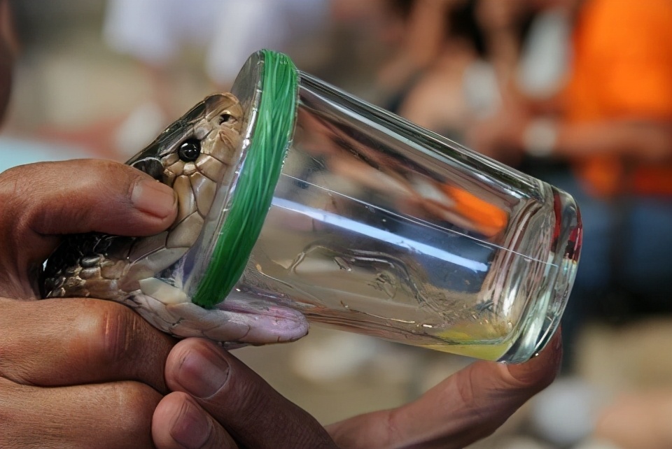 平头哥和蛇獴被蛇咬后的症状,平头哥被蛇咬了为什么不会死