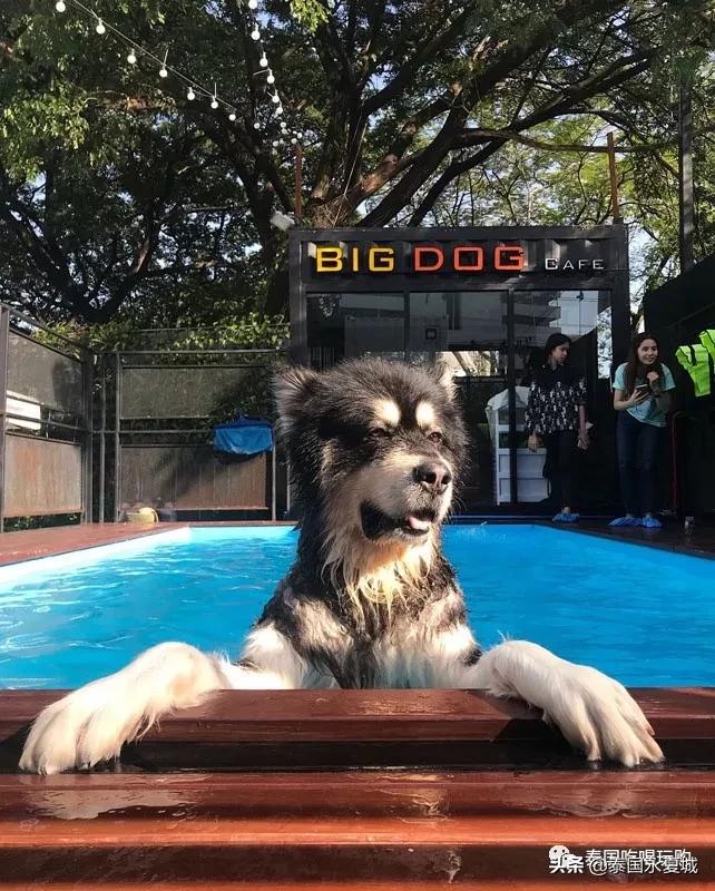 曼谷BigDogCafe|想把每一只狗狗偷偷打包带回家！