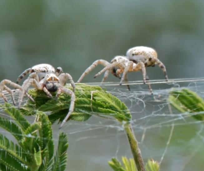 螳螂猎杀蜘蛛,螳螂和蜘蛛之战