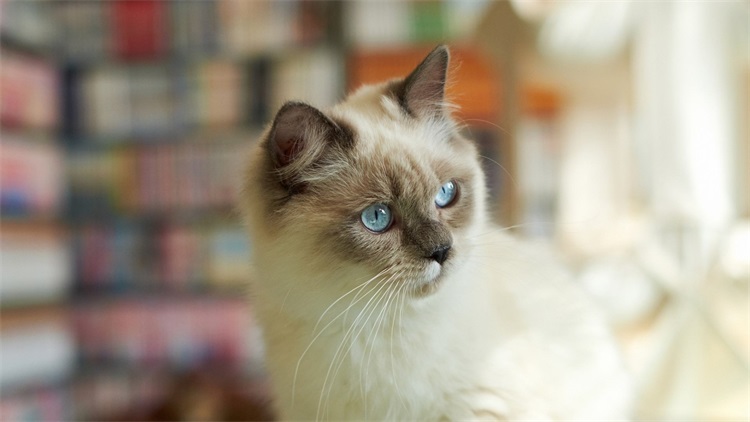 猫咪生病了用什么草药,猫咪提高免疫力药品