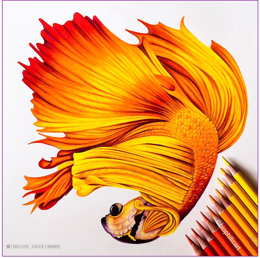 圆形牛皮纸彩铅画花鸟,彩铅画绿藤花鸟图片大全