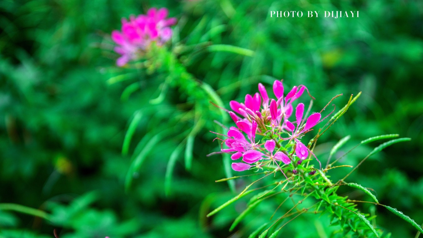 金坛花谷奇缘有什么地方值得打卡,金坛花谷奇缘赏花攻略