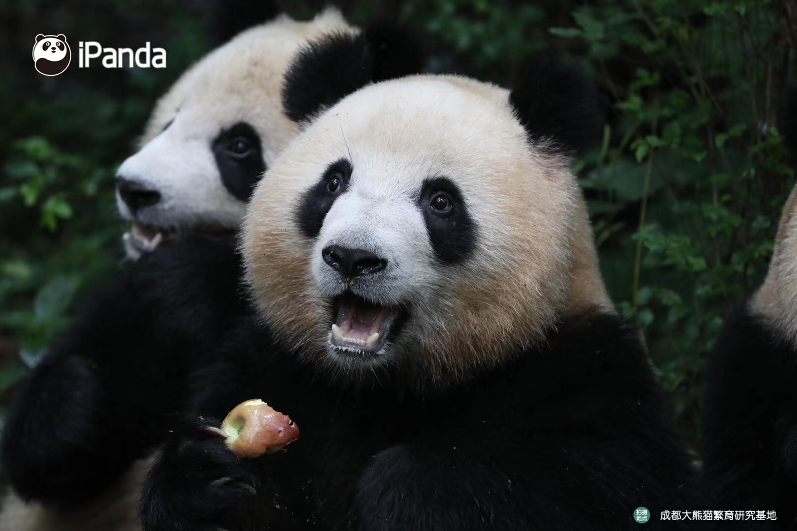 get认猫八招,轻松变大神!好看的熊脸千篇一律,认猫难到哭泣?
