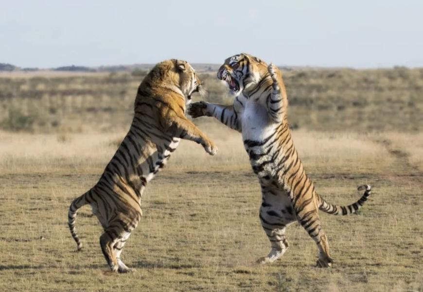 老虎VS狮子,会碰撞出怎样的火花?打得真厉害