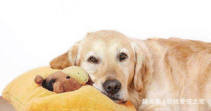 怎么能让狗狗在家不到处尿,如何帮助狗狗建立正确的排便习惯