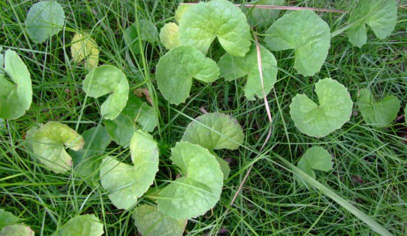 30年前，路边1种积雪草，还是次等猪食，如今却成网红“美容草”