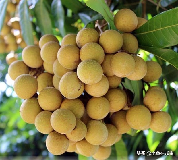 《走进越南》060期:越南山萝省,特产水果销往全球多个高端市场