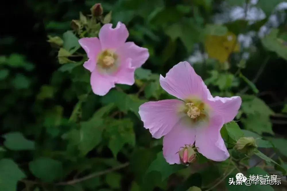 绉嬩箣瀚g劧鐑熻姳鍚戞櫄,绉嬩箣瀚g劧