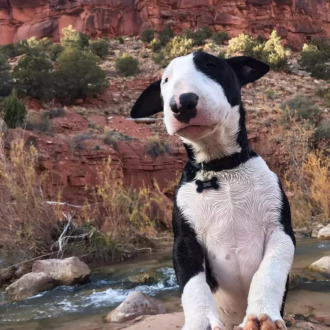 牛头梗怎么养才强壮,成年的牛头梗适合新手养吗