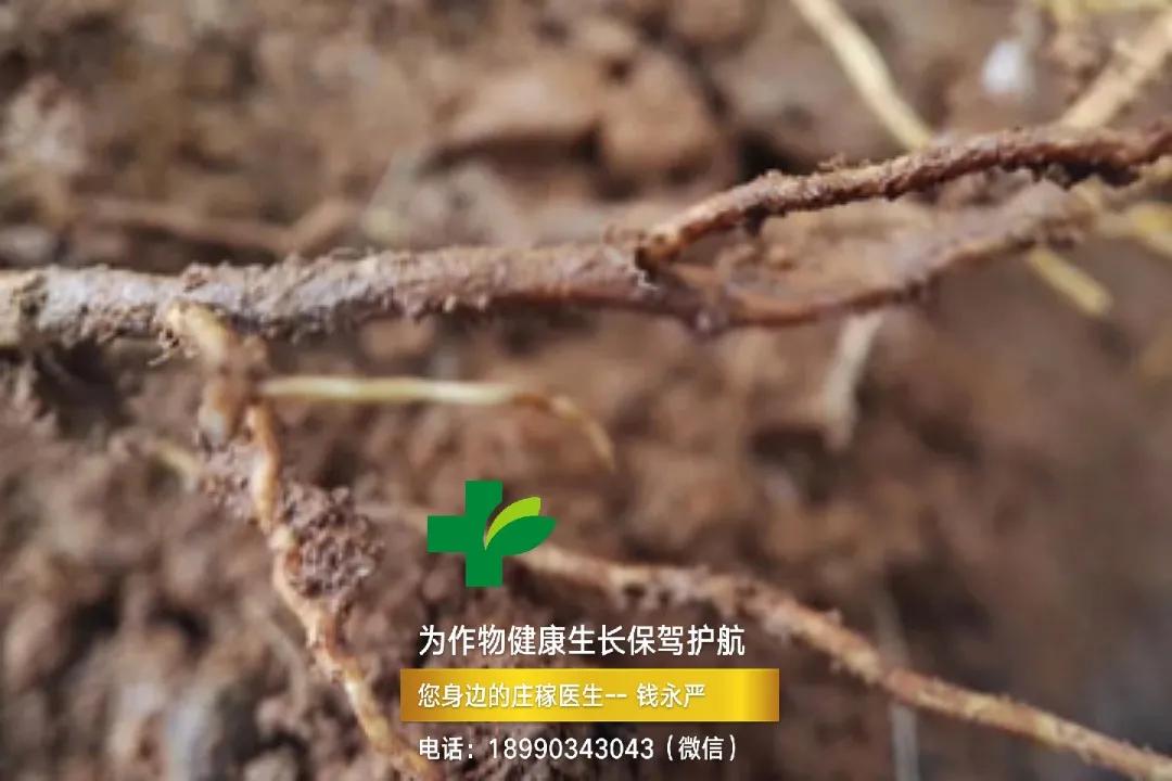 柑橘缺钙生理病害 (柑橘缺钙症状视频)