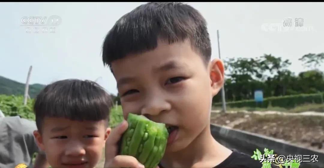 苦尽甘来蜜汁苦瓜做法,苦尽甘来的苦瓜做法