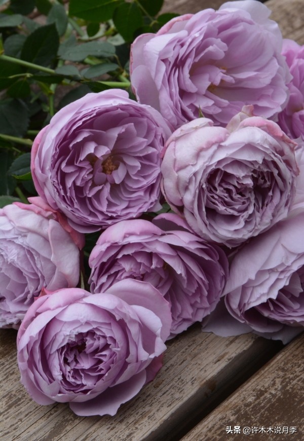 稀有月季蓝色妖姬,颜色比较稀有月季有哪些品种