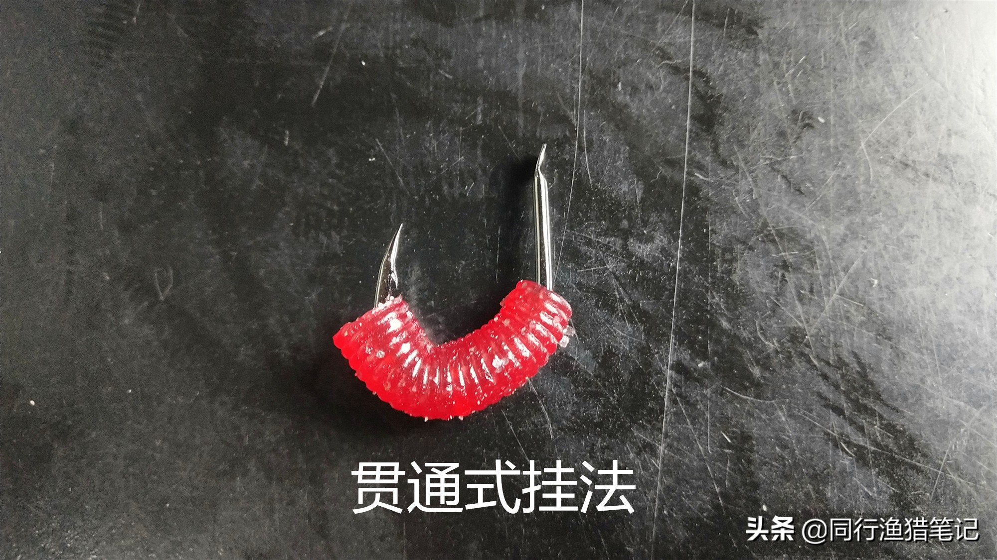 正确蚯蚓挂钩法钓小杂鱼,鱼比较小蚯蚓怎么挂钩