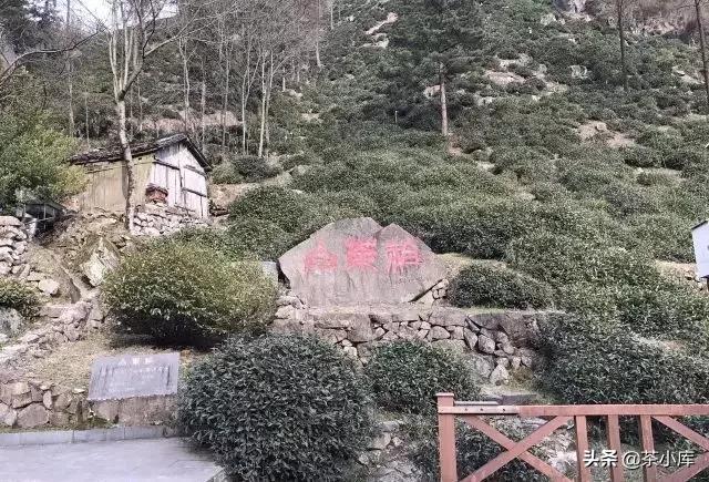 中国顶级茶叶排行榜,中国顶级茶叶排行榜你喝过哪些茶