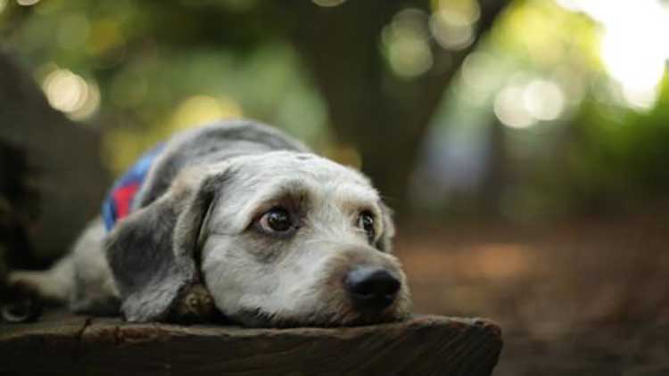 详细介绍下狗狗不听话怎么调教,怎么调教不听话的狗狗