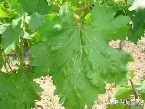 葡萄毛毡病怎么补救,葡萄毛毡病施用什么药剂