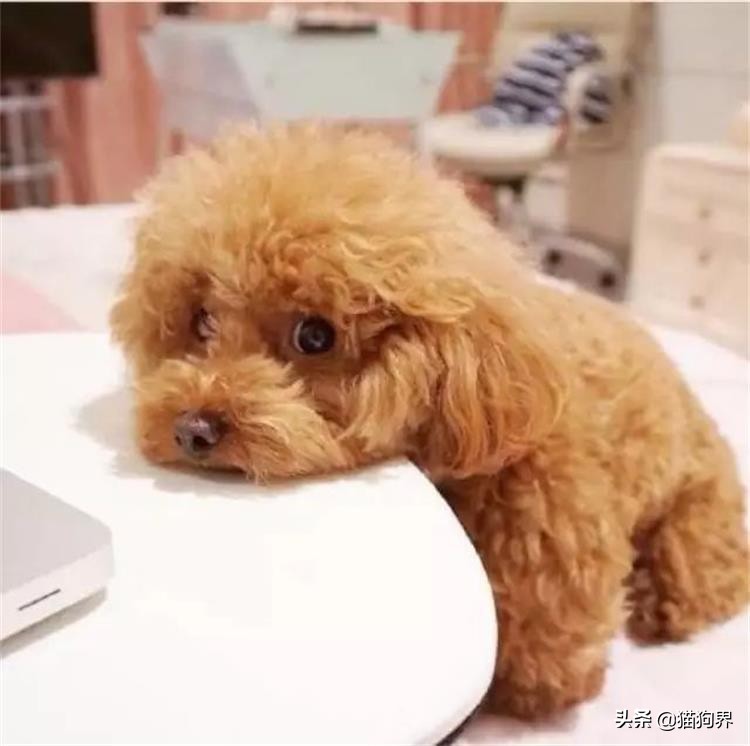 解决狗不爱吃饭的方法,纠正狗狗护食后不吃饭了