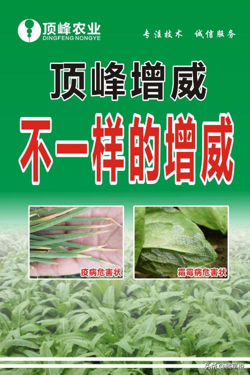 莴笋霜霉病打过药叶子变黄了,莴笋霜霉病打多菌灵有没有效果