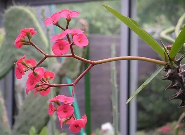 盘点那些有毒的花,有毒花草请不要误食