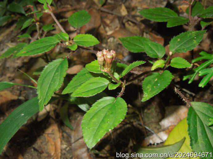 喉痧中药,喉痧吃什么中药